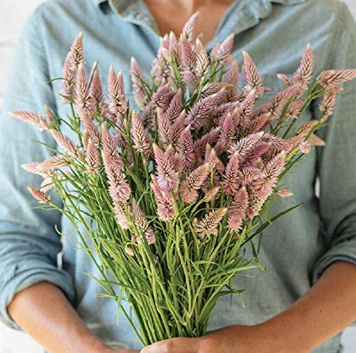 A person holding a bouquet of pink, feathery Celosia Flamingo Feather flowers.
