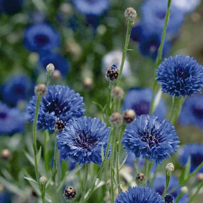 Field of vibrant blue cornflowers with upright stems and disk-shaped flowers.