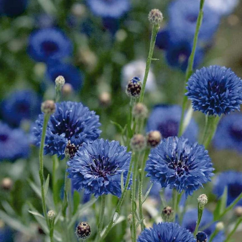Field of vibrant blue cornflowers with upright stems and disk-shaped flowers.