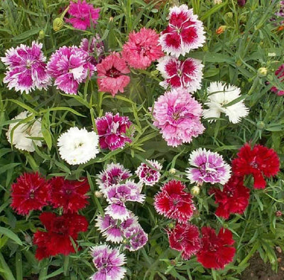 A variety of Dianthus Chinese Pinks flowers with single to semi-double petals in shades of white, pink, red, salmon, and burgundy.