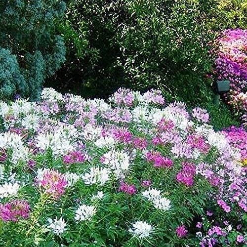A vibrant garden bed featuring a variety of flowers including cleome in shades of pink, white, and violet, as well as other mixed colors.
