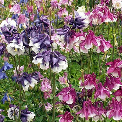 A vibrant image showcasing a variety of dwarf columbine flowers in bloom, featuring a mix of pink, purple, white, and blue colors.