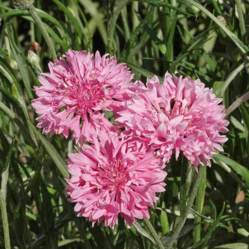 A group of pink cornflower plants with blooms in full display, grown in a garden setting.