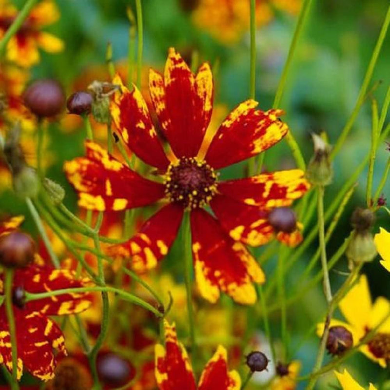 Close-up of a Radiana Tigrina Coreopsis flower with deep red petals and vibrant yellow centers, surrounded by green foliage.
