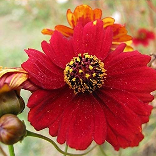 A close-up image of a red Coreopsis flower with a yellow center.