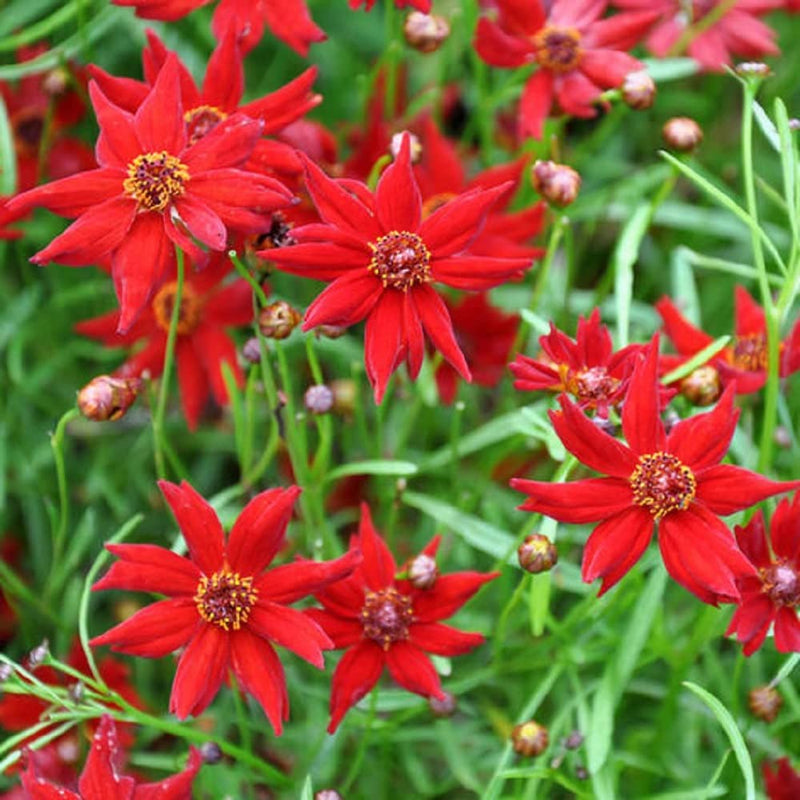 A close-up image of red Amulet Coreopsis flowers with a green background.