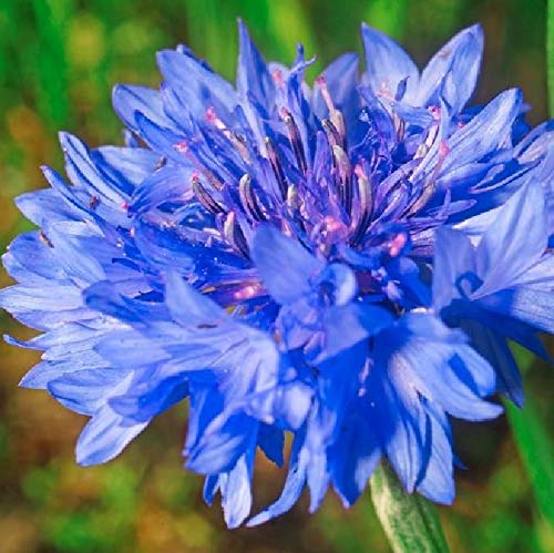 A close-up image of a blue cornflower (Dwarf Blue) with fully double petals and a visible center.