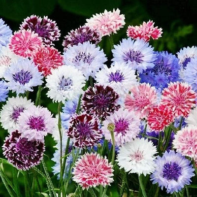 A variety of cornflower flowers from the Frosty Mix, featuring bi-colored blooms in blue, pink, and red with frosted white petals.