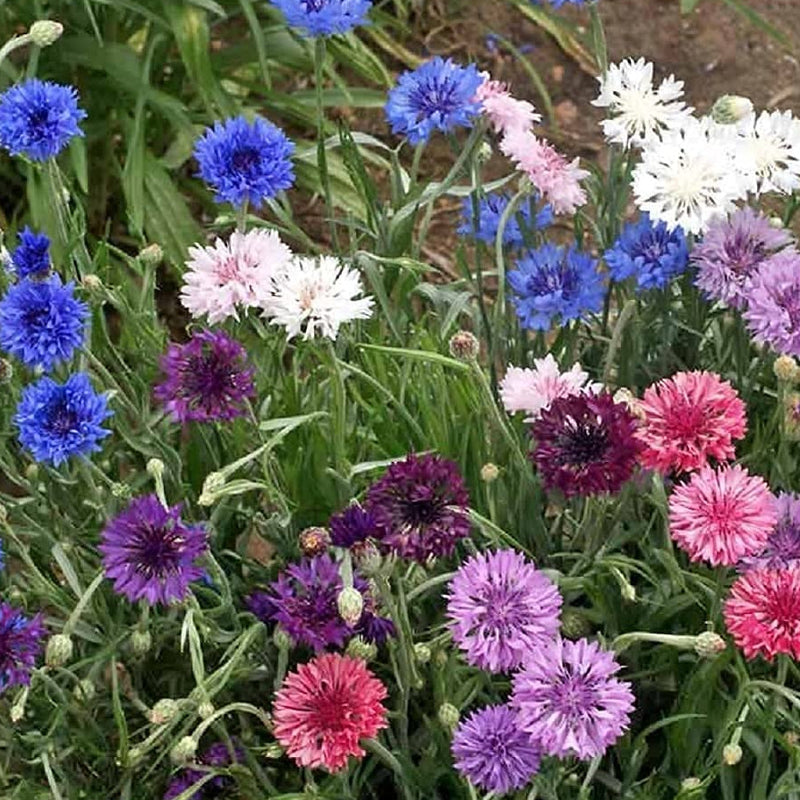 A garden bed with a variety of cornflower polka dot flowers in blue, purple, pink, red, and white colors.