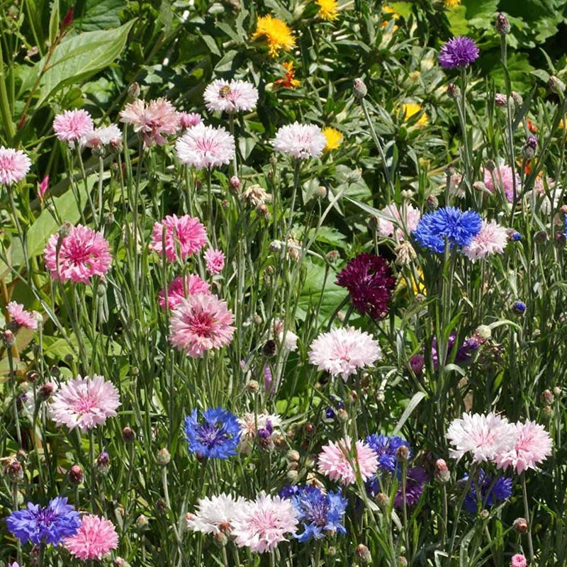A garden with a variety of cornflower flowers including blue, purple, pink, red, and white colors, growing among green foliage.