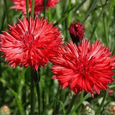 Two red cornflower ( bachelor's button) seeds in full bloom with a blurred background.