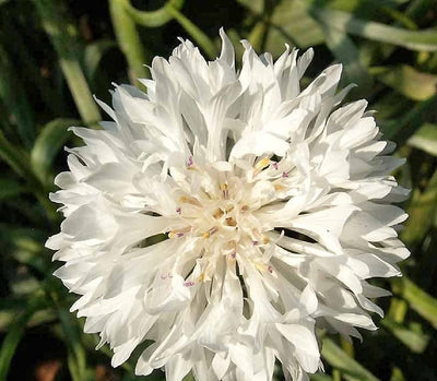 Close-up image of a tall white Cornflower (Bachelor's Button) with a blurred green background.