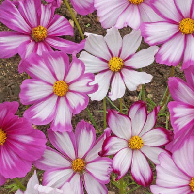 A group of Cosmos Candy Stripe flowers with white petals and rose to crimson markings, suitable for gardening.