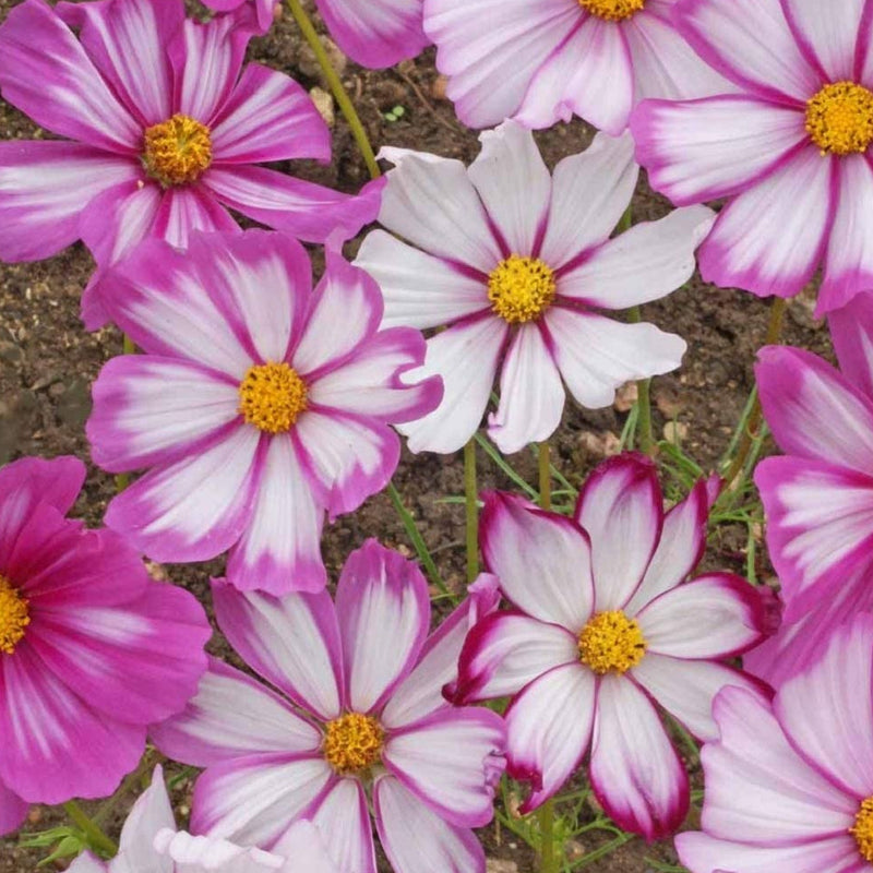 A group of Cosmos Candy Stripe flowers with white petals and rose to crimson markings, suitable for gardening.