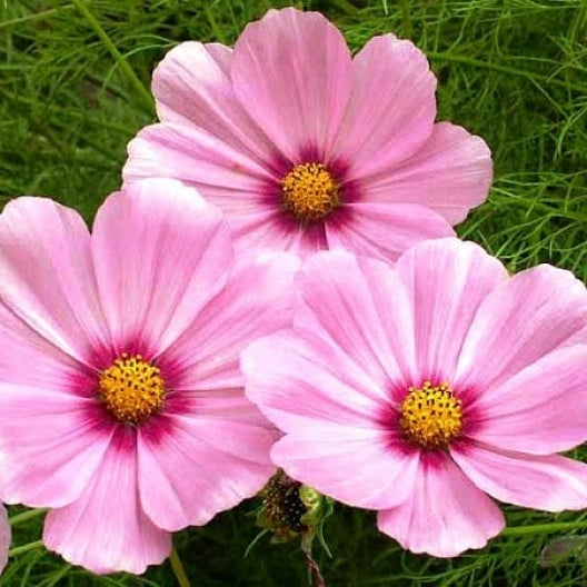 A group of pink cosmos flowers with magenta centers and yellow pollen sacs.