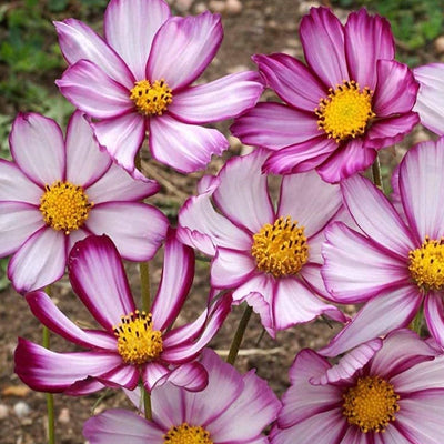 An image of pink and white cosmos flowers with a yellow center.