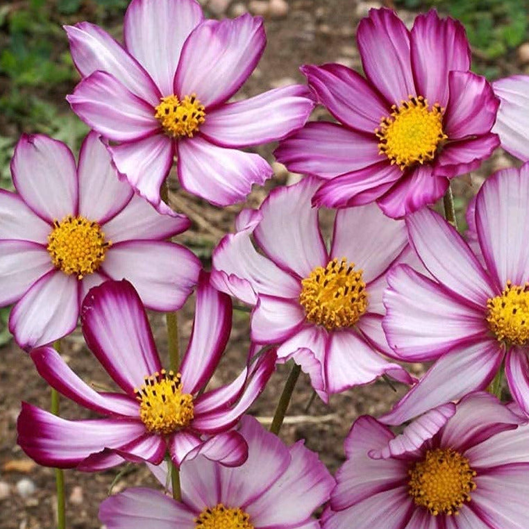 An image of pink and white cosmos flowers with a yellow center.