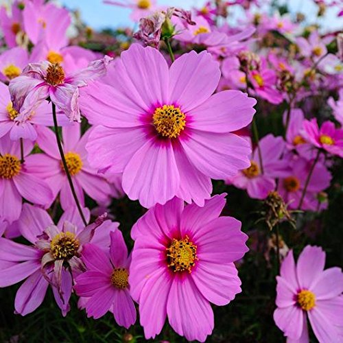 Close-up image of pink cosmos flowers with a deep wine red of the petals and a yellow center.