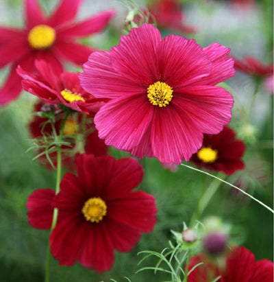 Close-up image of a red cosmos flower with a pale center and yellow centers.