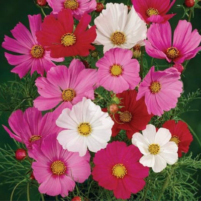 A vibrant mix of pink, white, magenta, and lavender cosmos flowers with green foliage.
