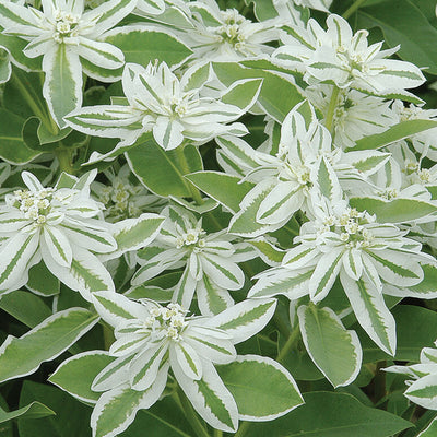 A close-up image of the flower Euphorbia Mountain Snow, showing pure white bracts and green foliage.