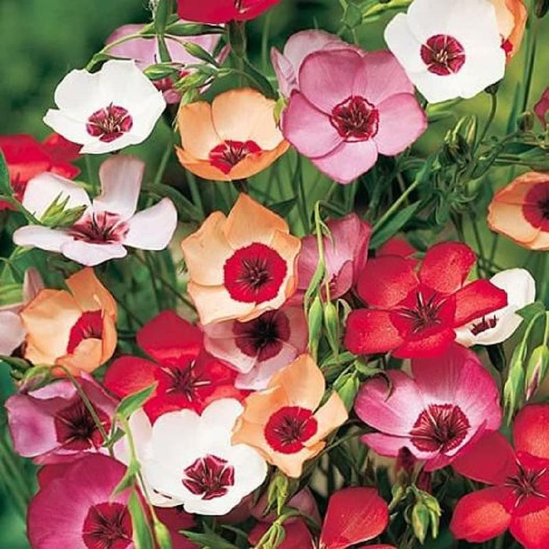 A variety of flax flowers with mixed colors including red, pink, white, and yellow, each with a dark center.