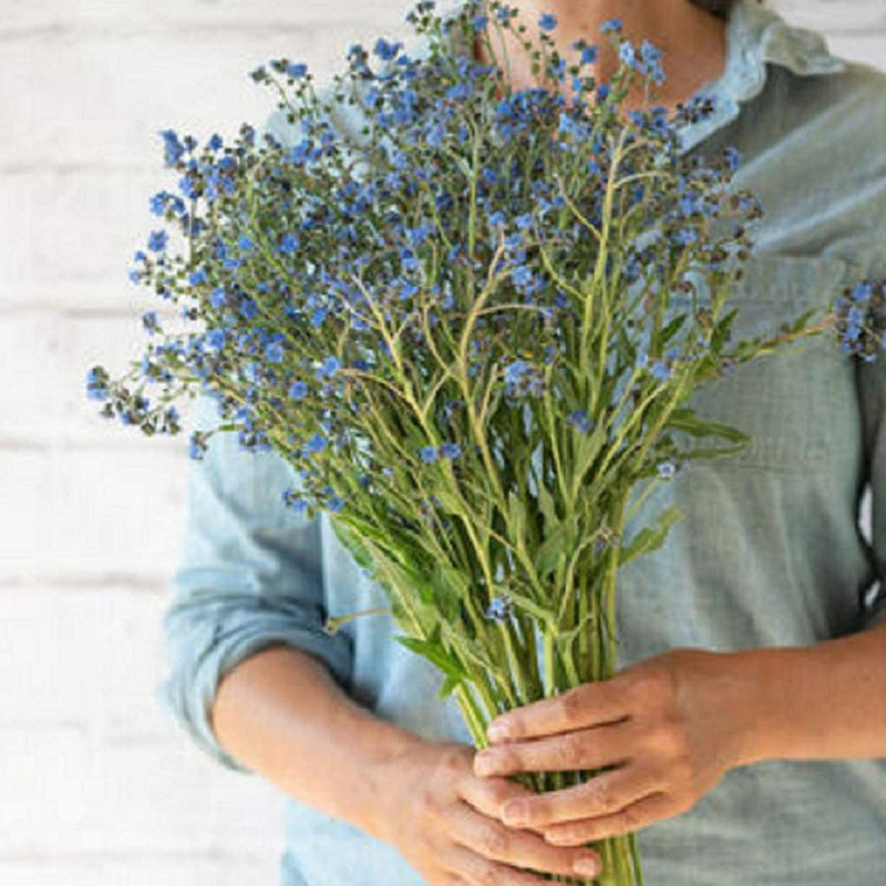 A person holding a bouquet of blue forget-me-not flowers.