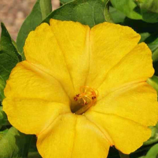 A close-up image of a yellow Four O&