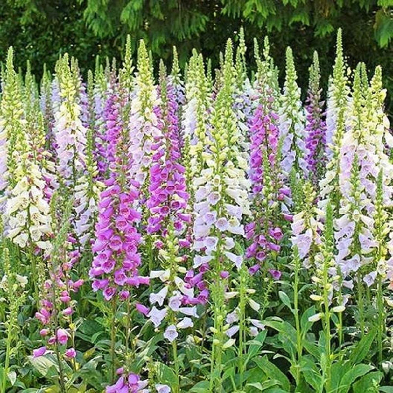 A garden bed with Foxglove Gloxiniaeflora Mix, featuring tall plants with purple and white tubular flowers.