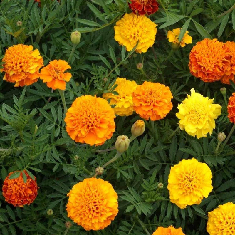 An image displaying a garden with French Marigold Petite Mix flowers in shades of gold, orange, yellow, red, and bi-colors.