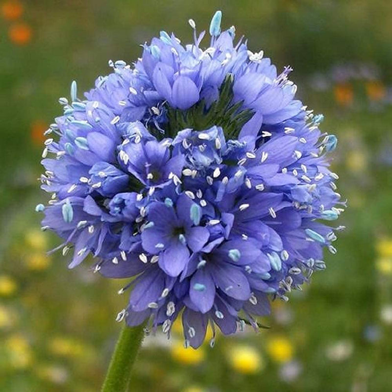 A close-up image of a blue Gilia Globe flower with visible petals and stamens.