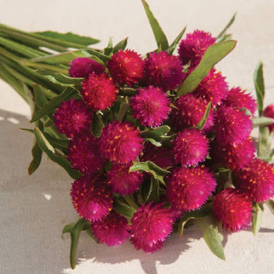 A bunch of carmine red gomphrena flowers with green stems and leaves.