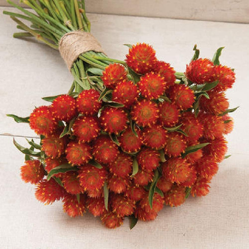 A bundle of orange gomphrena flowers with spiky petals, tied together.