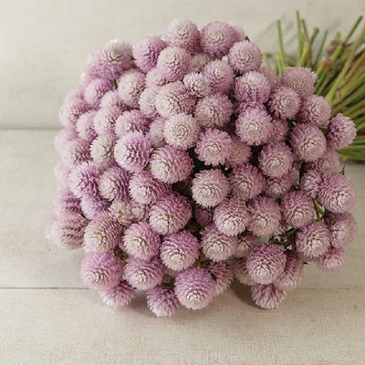 A bouquet of pink Gomphrena flowers also known as globe amaranth.