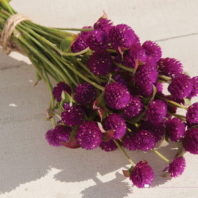 A bundle of vibrant purple Gomphrena flowers tied together.