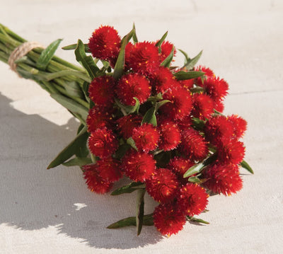 A bouquet of red Gomphrena flowers, commonly known as Strawberry Fields, against a light background.