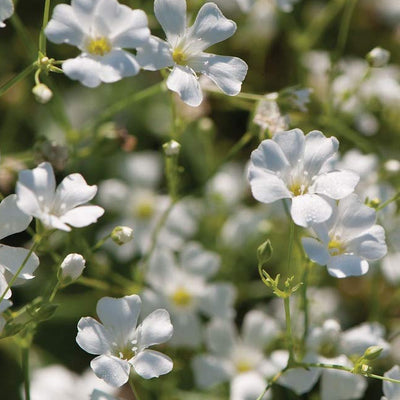 A close-up of white Gypsophila Covent Garden Market flowers, commonly known as baby's breath, with green foliage in the background.