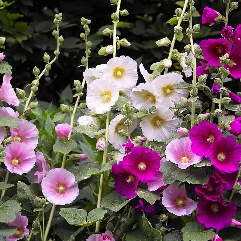 A garden bed with hollyhocks in bloom, showcasing shades of pink, fuchsia, rose, and magenta flowers.