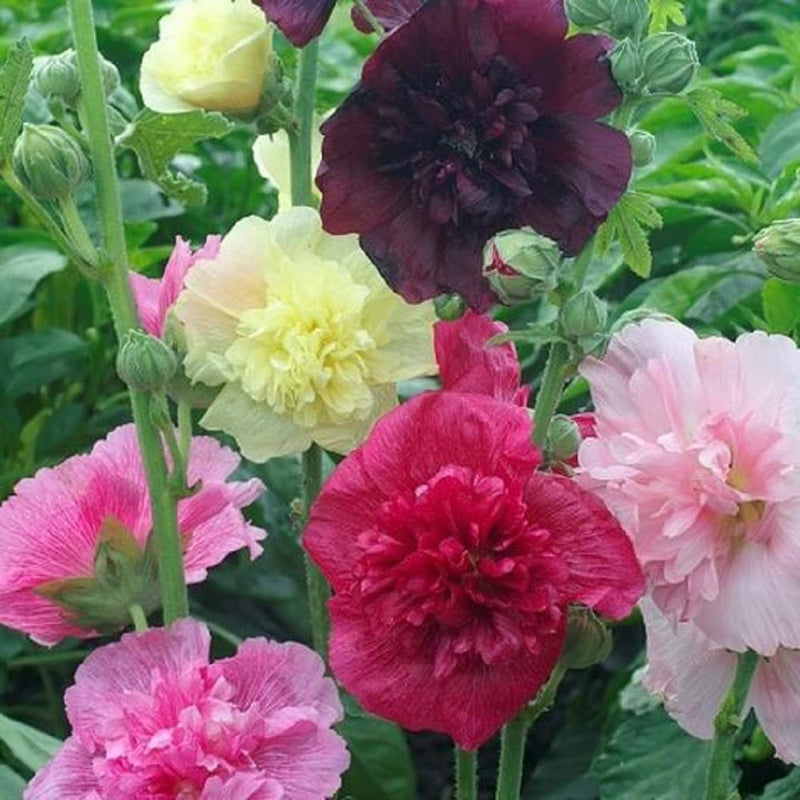 A variety of Hollyhock flowers with double petals in different colors including pink, red, yellow, and dark purple.