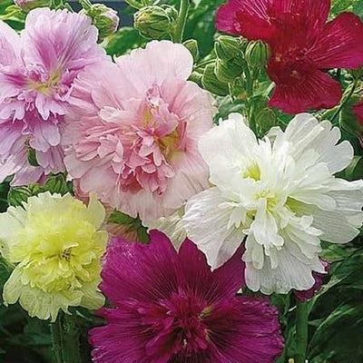 A vibrant array of colorful hollyhock flowers in bloom, featuring a mix of pink, red, white, and yellow petals.