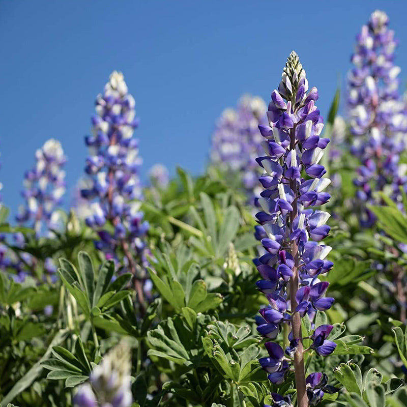 A close-up image of blue and white lupine flowers with green foliage in the background.