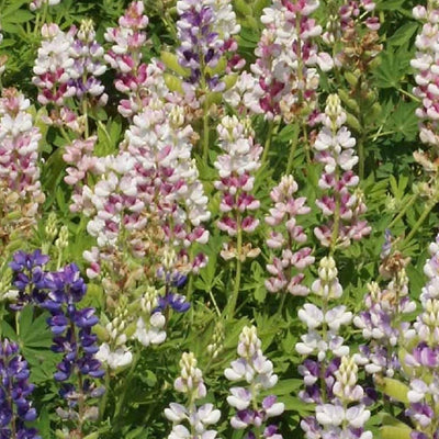 A vibrant image showcasing dwarf 'Pixie Delight' lupine flowers in white, pink, violet, and blue, growing in a garden setting with green foliage.