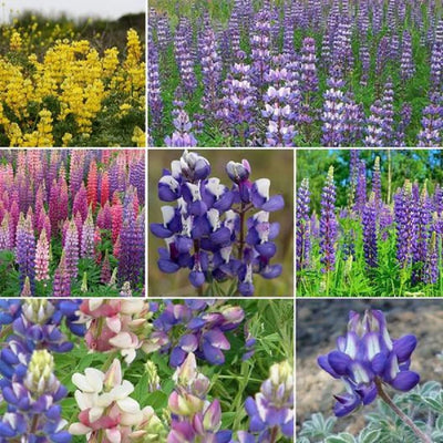 A collage of various lupine flowers, showcasing different colors and varieties, including perennial and annual types.