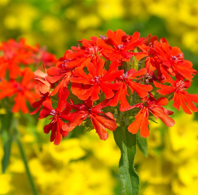 A close-up of red Maltese Cross flowers with a blurred background.