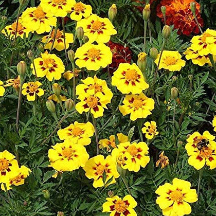 An image displaying bright yellow French Marigold flowers with a maroon blotch at the center, surrounded by green foliage.