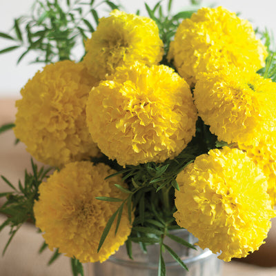 A group of vibrant yellow marigold flowers with large, fluffy petals.