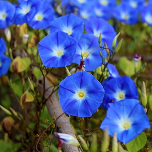 ely flower and seed Flower Morning Glory Heavenly Blue 100 Non-GMO, Heirloom Seeds