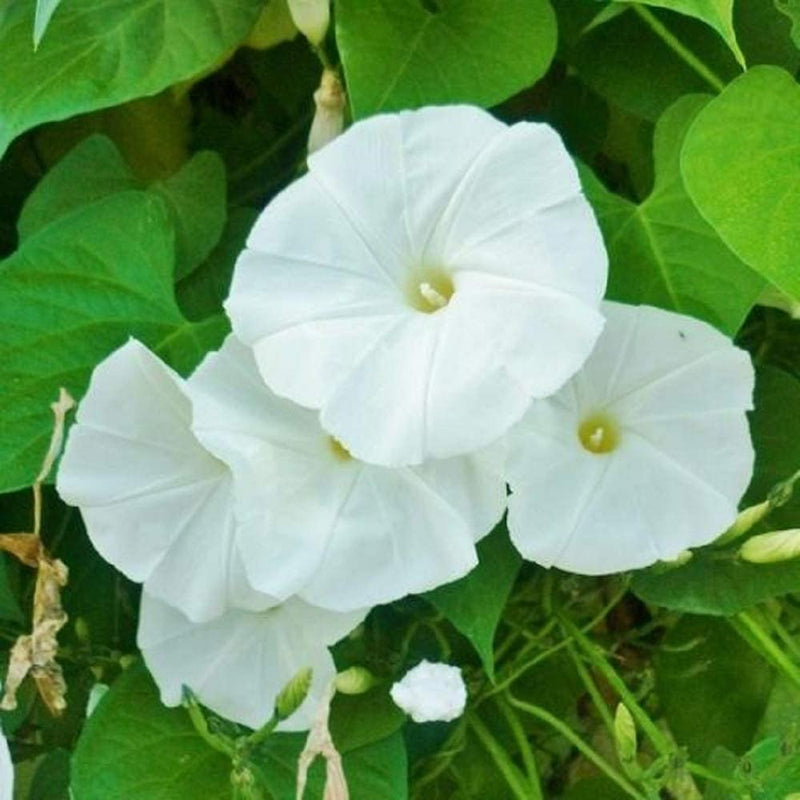 White morning glory flowers with green leaves
