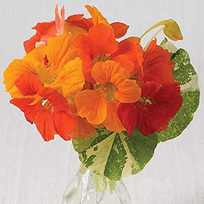 A colorful assortment of nasturtium flowers with green and orange petals, bloom ing from non-GMO, heirloom seeds.