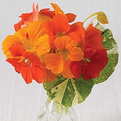 A colorful assortment of nasturtium flowers with green and orange petals, bloom ing from non-GMO, heirloom seeds.